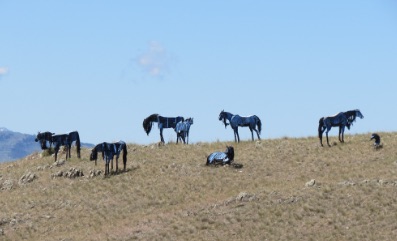 Bleu horses